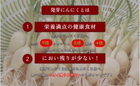 発芽にんにく餃子30個入り2パック　餃子 にんにく にんにくたっぷり 国産にんにく 発芽にんにく 冷凍 臭わない 栄養価抜群 スタミナ 免疫アップ おつまみ おかず 総菜 餃子専門店 ぎょうざ 工場直売 大量 まとめ買い 
