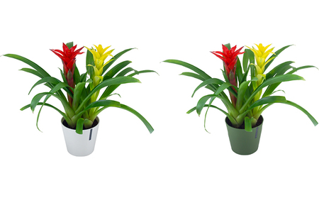 グズマニア カラーポット 緑 岐阜県海津市 ふるさと納税サイト ふるなび