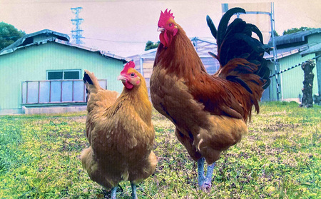 生きいき！名古屋コーチン 約1.6kg+手羽先2本 鶏肉ささみ 鶏肉 ムネ お肉 モモ 