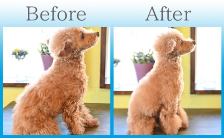 【犬用】ドライジェルニームシャンプー　200g　水の要らないシャンプー 雑貨 日用品 ドライシャンプー ペット ドック 汚れ 落ちる 水なし シニア 愛犬 愛犬家 