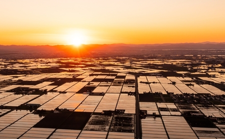 紫蘇シロップ（210ｍl×10本）