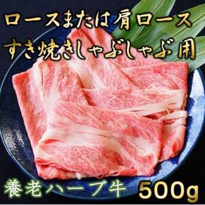 養老ハーブ牛　ロースまたは肩ロース　すき焼き・しゃぶしゃぶ両用　500g【配送不可地域：離島】【1273632】