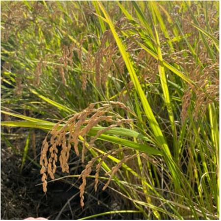 【令和7年産】初霜(源種)　玄米30kg　(栽培期間中農薬・化学肥料不使用)【1721463】