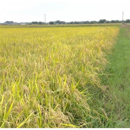 【令和7年産】初霜(源種)　玄米30kg　(栽培期間中農薬・化学肥料不使用)【1721463】