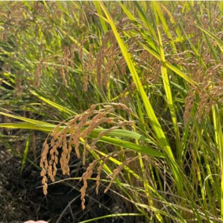 【令和7年産】初霜(源種)胚芽米10kg　(栽培期間中農薬・化学肥料不使用)【1721479】