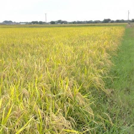 【令和7年産】初霜(源種)胚芽米10kg　(栽培期間中農薬・化学肥料不使用)【1721479】