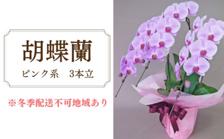 胡蝶蘭　ピンク系　3本立