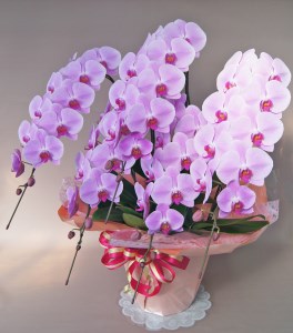 胡蝶蘭　ピンク系　5本立