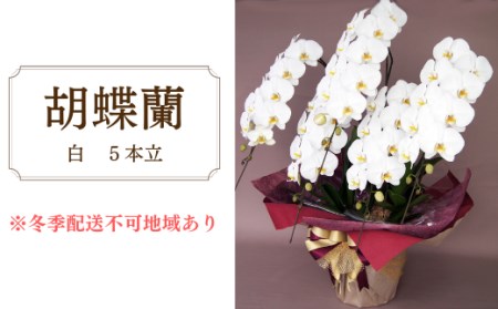 胡蝶蘭　白　5本立