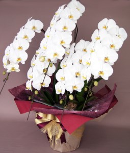 胡蝶蘭　白　5本立