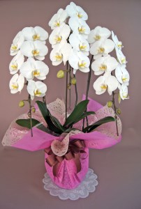 胡蝶蘭　白　3本立 2025/9/19～