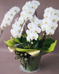 胡蝶蘭　白　5本立