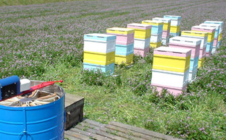 国産はちみつ600g2本セット 2025/9/19～