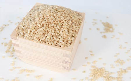 T rice Store 岐阜県産コシヒカリ（玄米） 約30kg(5kg×6回）