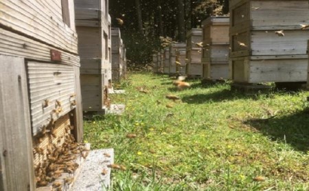 国産 生産直送 春日養蜂場のはちみつ1kg2本セット(武将シリーズ島津・小早川)