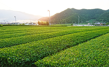 手軽に楽しむ美濃いび茶