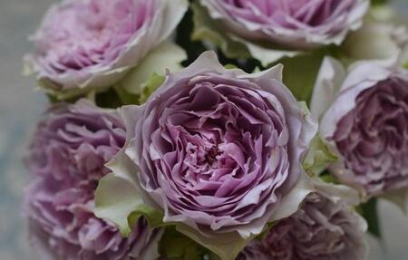 【先行受付】バラ鉢苗 コフレ 1鉢【2026年4月下旬より発送】河本バラ園