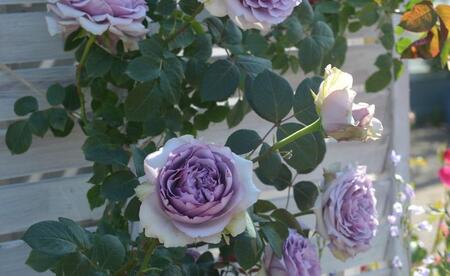 【先行受付】バラ鉢苗 コフレ 1鉢【2026年4月下旬より発送】河本バラ園