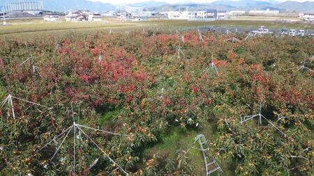 【先行予約：2024年11月中旬～発送】富有柿 「訳あり」採れたて産地直送 「ご家庭用」2Lサイズ24個入【岐阜県大野町産】 