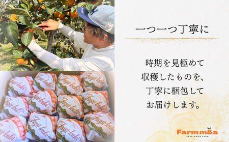 【先行予約】Farm m&aの富有柿 L×14個 秀品 岐阜県 大野町（2025年11月下旬～発送）農家直送 果物 フルーツ 秋の味覚 柿 かき 富有 ふゆう