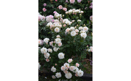 【先行受付】バラ鉢苗　シュシュ【2026年4月下旬より発送】河本バラ園