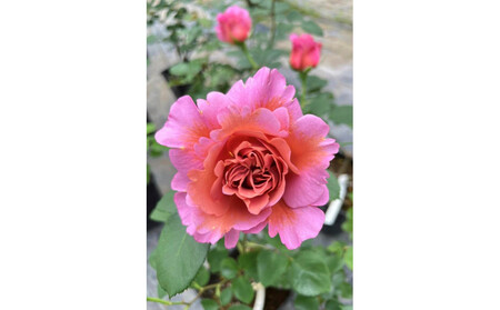 【先行受付】バラ鉢苗 ドレープ【2026年4月下旬より発送】河本バラ園