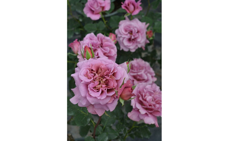 【先行受付】バラ鉢苗 ドレープ【2026年4月下旬より発送】河本バラ園