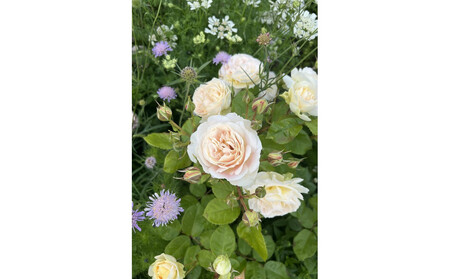 【先行受付】バラ鉢苗 アンヌ【2026年4月下旬より発送】河本バラ園