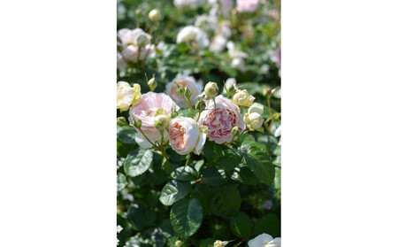 【先行受付】バラ鉢苗 アンヌ【2026年4月下旬より発送】河本バラ園