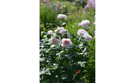 【先行受付】バラ鉢苗 タフタ【2026年4月下旬より発送】河本バラ園