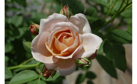 【先行受付】バラ鉢苗 パニエ【2026年4月下旬より発送】河本バラ園