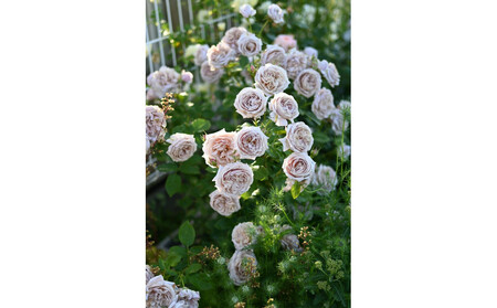 【先行受付】バラ鉢苗 パニエ【2026年4月下旬より発送】河本バラ園