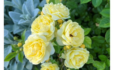 【先行受付】バラ鉢苗　プチ・ジョワ【2026年4月下旬より発送】河本バラ園