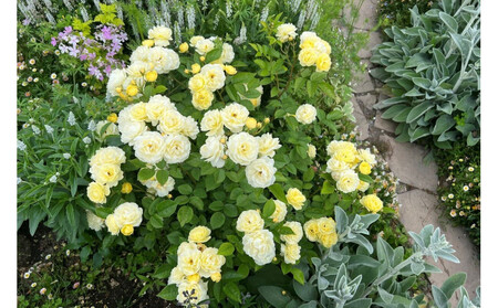 【先行受付】バラ鉢苗　プチ・ジョワ【2026年4月下旬より発送】河本バラ園