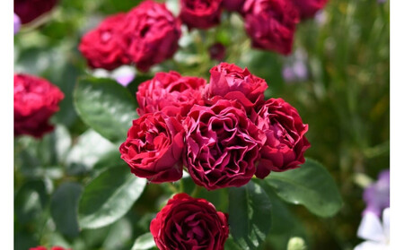 【先行受付】バラ鉢苗 ポム【2026年4月下旬より発送】河本バラ園