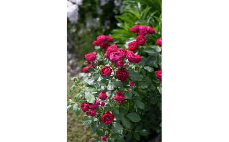 【先行受付】バラ鉢苗 ポム【2026年4月下旬より発送】河本バラ園