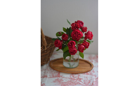 【先行受付】バラ鉢苗 ポム【2026年4月下旬より発送】河本バラ園