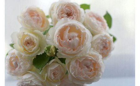 【先行受付】バラ鉢苗 ミエル・ドゥ・フォレ【2026年4月下旬より発送】河本バラ園