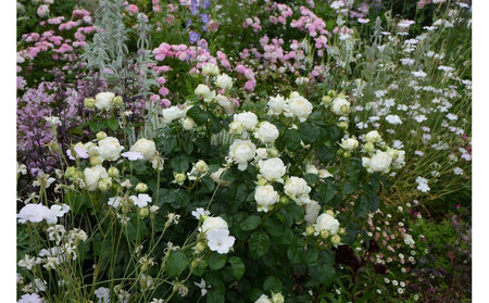 【先行受付】バラ鉢苗 ミエル・ドゥ・フォレ【2026年4月下旬より発送】河本バラ園