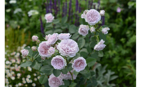 【先行受付】バラ鉢苗 ル・ソワール【2026年4月下旬より発送】河本バラ園