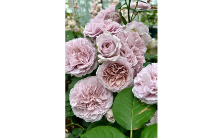 【先行受付】バラ鉢苗 ル・ソワール【2026年4月下旬より発送】河本バラ園