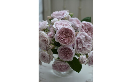 【先行受付】バラ鉢苗 ル・ソワール【2026年4月下旬より発送】河本バラ園