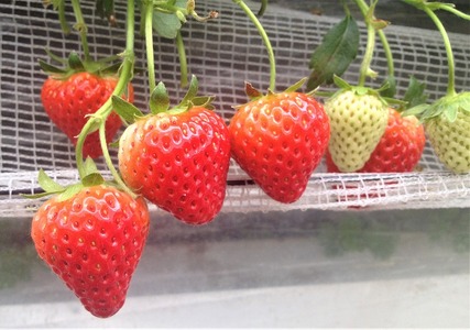 いちご（美濃娘）ジェラートセット