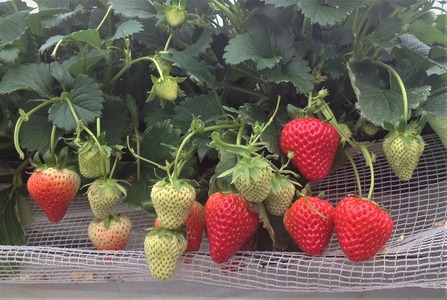 いちご（美濃娘）ジェラートセット