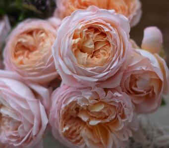 【先行受付】バラ鉢苗 コンフィチュール 1鉢【2026年4月下旬より発送】河本バラ園