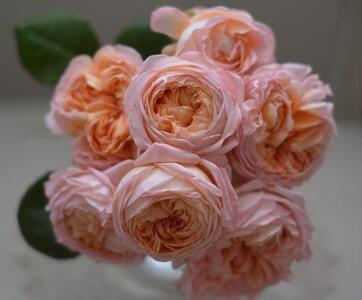 【先行受付】バラ鉢苗 コンフィチュール 1鉢【2026年4月下旬より発送】河本バラ園