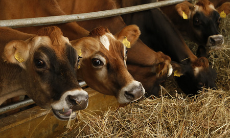 ファームズ千代田　びえい物語　ジャージーセット| ステーキ 牛肉 和牛国産牛国産 ローストビーフ 赤肉 食べ比べ 牛乳 乳製品 セット バター  [048-08]