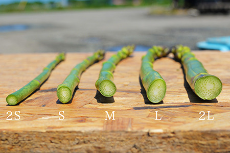 幻のアスパラガス 2S～Sサイズ 1kg 【令和8年産先行予約】北海道 美瑛町 本山農場 ラスノーブル アスパラガス   [010-201]