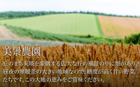 野菜セット ≪令和８年産予約受付！≫美景農園　秋の野菜セット| 野菜セット [016-89]