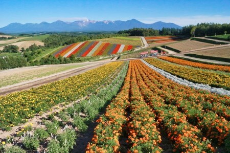 宿泊券 美瑛町 施設利用券15枚 | 宿泊券 北海道 [250-03]